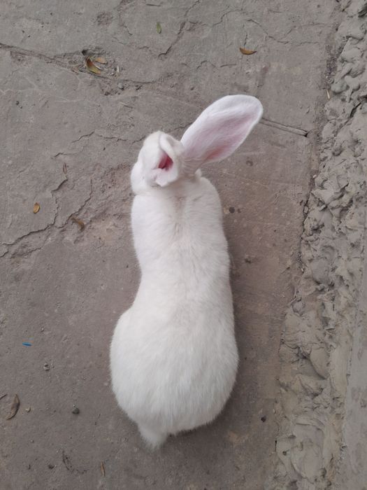 Самець Білий Велетень