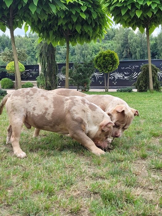 American bully LOUIS-V pies dorosly