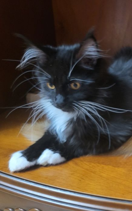 Кошечка Мейн-кун.  Питомник.