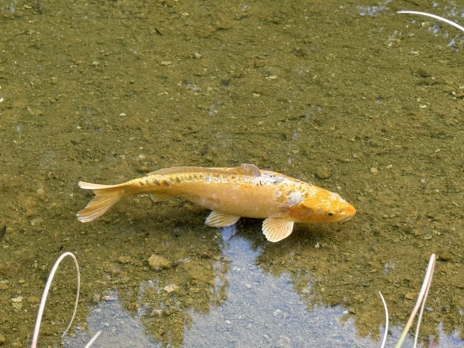 Carpas Koi grandes (40–50 cm) + oferta de 4 Koi mais pequenas