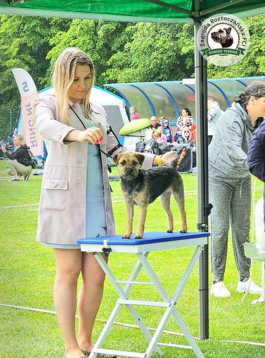 Border Terrier FCI, ZKwP - REZERWACJA - hodowla z miłością!