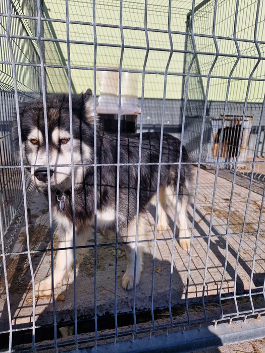 Zostań domem tymczasowym. One bardzo go potrzebują.