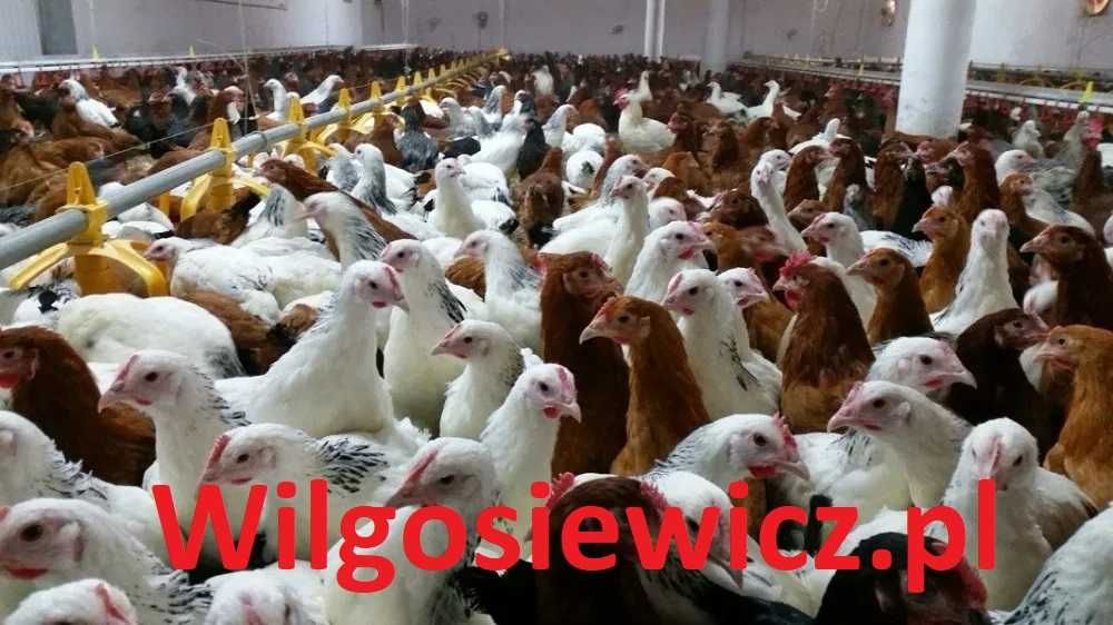Kurki nioski rasy Tetra z jajkiem
