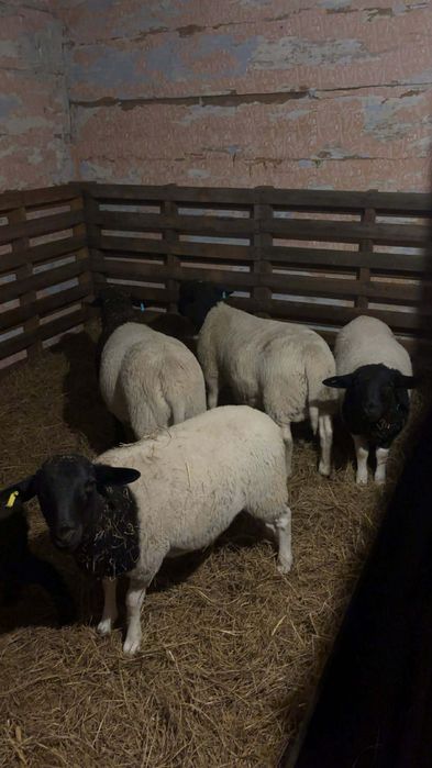 Owce i baran rasy dolper