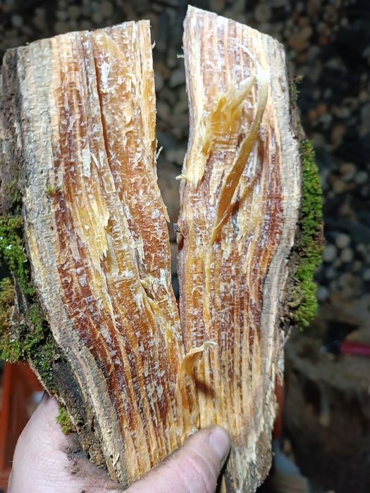 Drzazga szczypka rozpałka smolniak 40 zł worek  (grill,ognisko,kominek