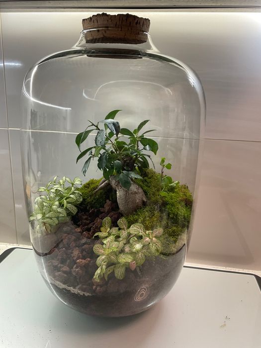 Terrario vidrio plantas naturaes