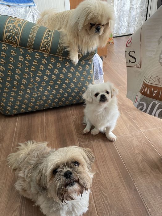 Cadela cruzada de Pequines