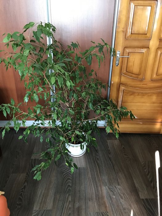 Фикус Бенджамина