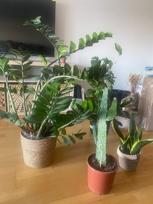 4 house plants cheap!
