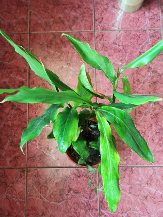 Кардамон саджанці пряннощі рослина для дому , кав'ярні