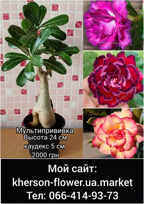 Адениум махровый привитый