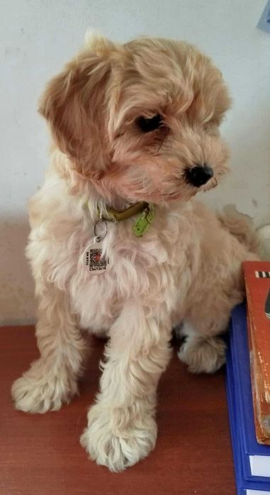 Щеня мальтипу 3 місячне,дівчинкка