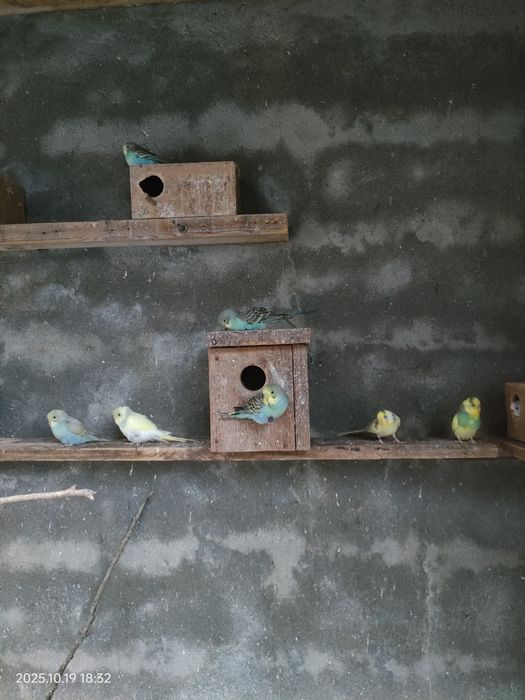 Piriquitos australianos