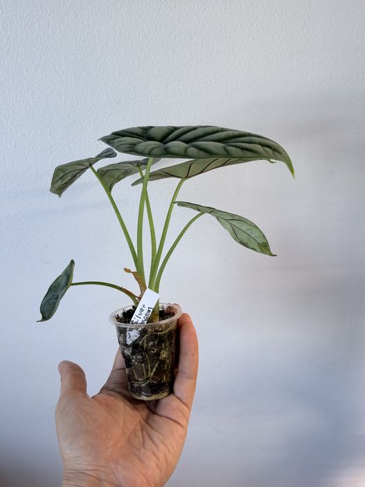 Alocasia Silver Dragon, planta da casa