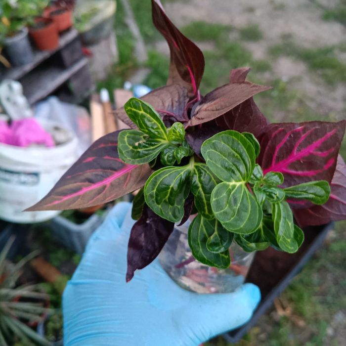 irezyna herbs, różne odmiany-całość w ukorzenieniu