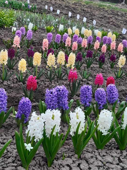 Гладіолуси морозець кніфофія гіацинти мускарики випродую здорові цибул