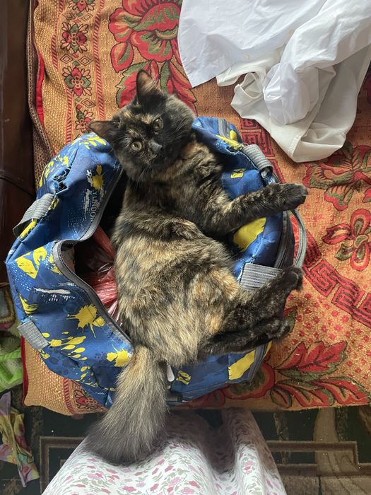 Віддам кішечку, стерелізована