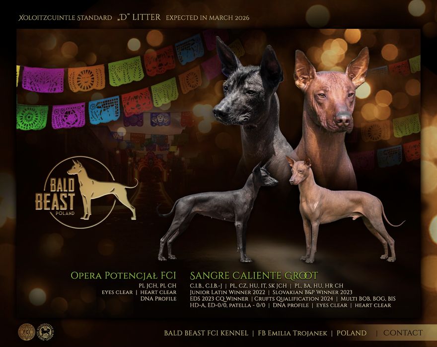 Nagi pies meksykański, xoloitzcuintle standard samiec
