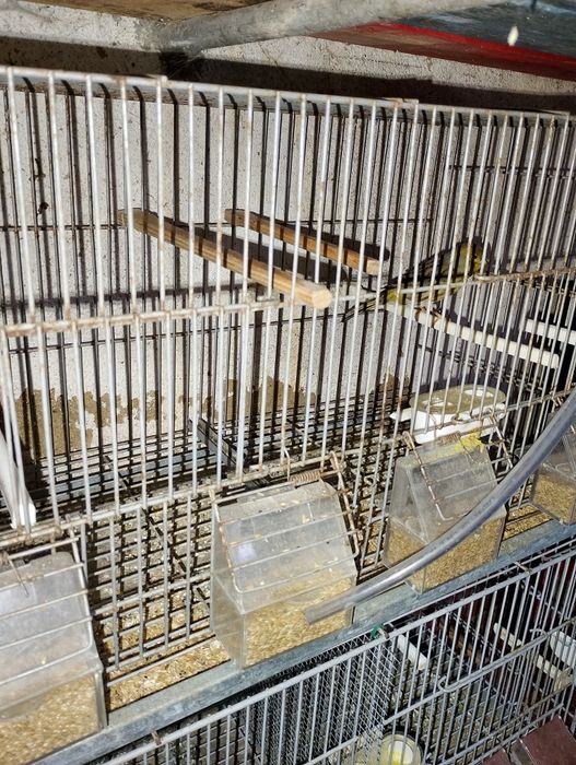 Canário Macho bom cantador