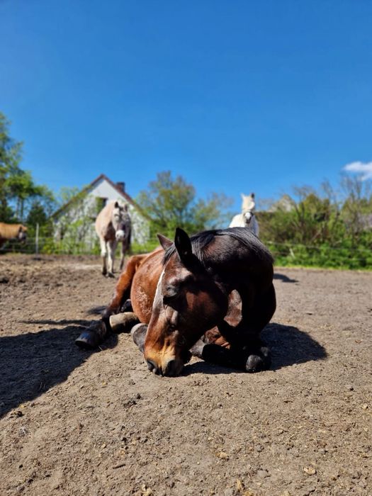 Bomboodporny koń