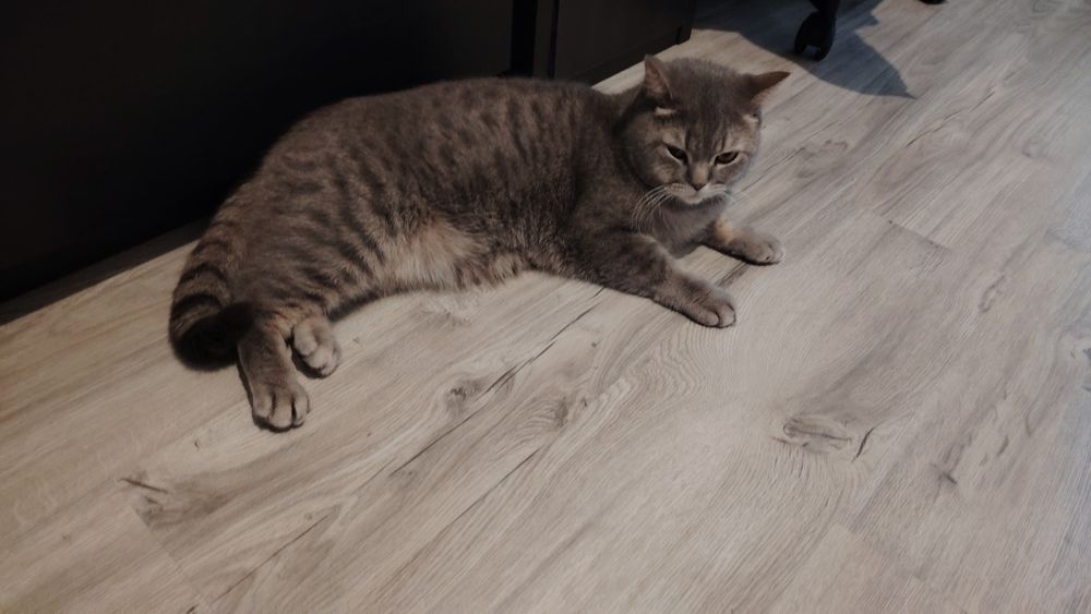 Gato tigrado cinzento