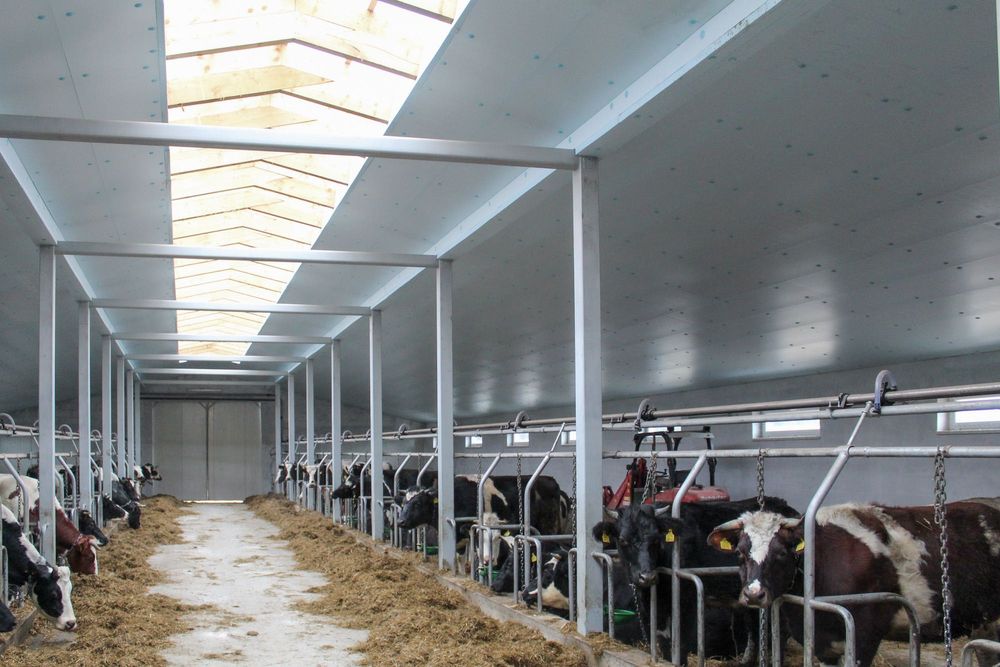 Izolacja Termiczna Ocieplenie do Obory Kurnika Hali Styrodur XPS AGRO