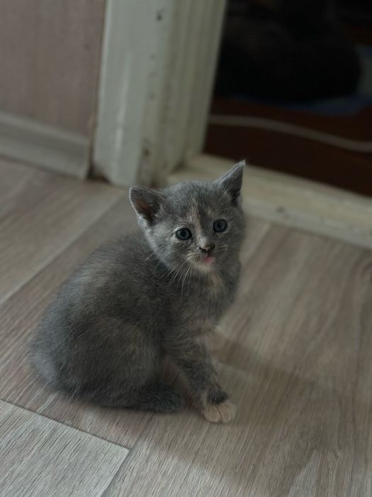 Кошенята  дівчатка