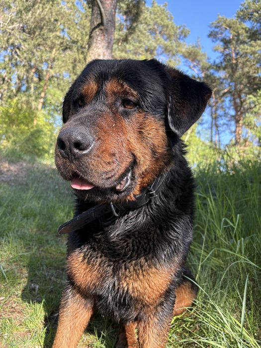 Rottweiler do adopcji!
