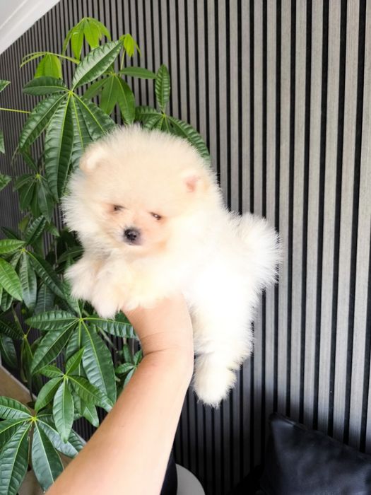 Spitz anão. Lulu da Pomerânia. Mini . Com Pedigree. Lop e Afixo .