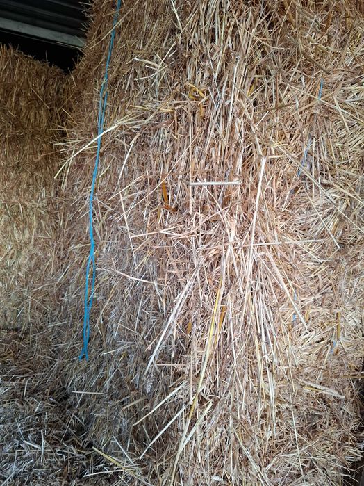 Feno de azevem +- 180kg de 4 cordas