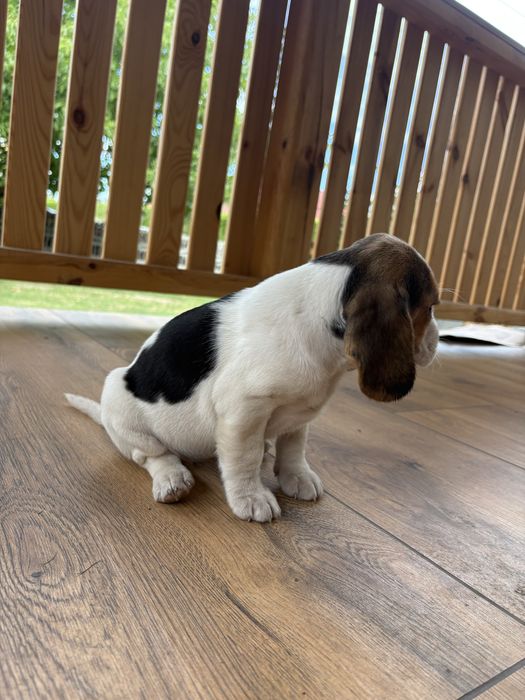 Piesek rasy Beagle