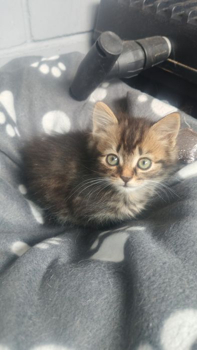 Котята в любящие семьи!