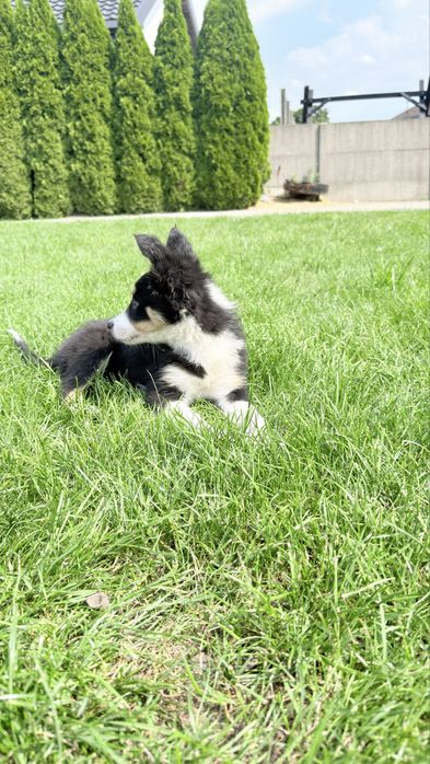 Border collie suczka