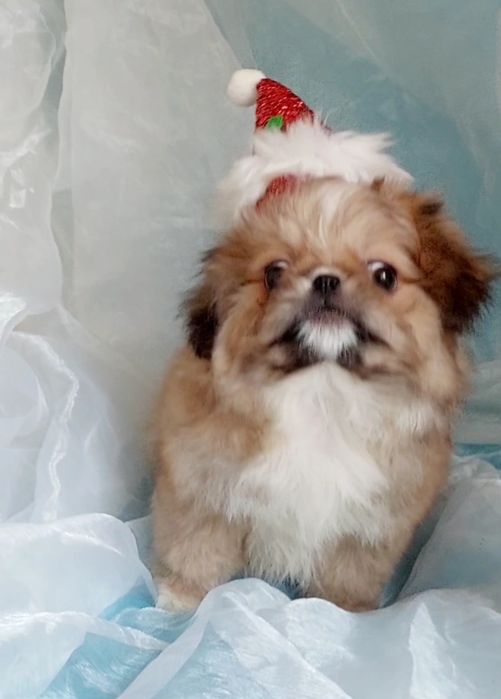 Кому веселого гнома под елочку