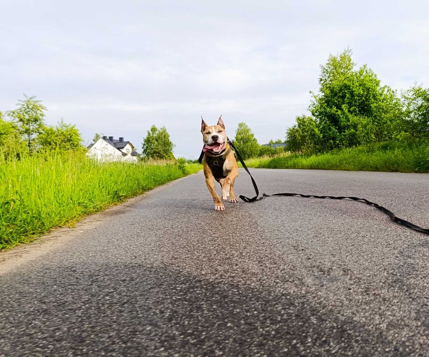 Amstaff # Pitbull # dog # adopcja