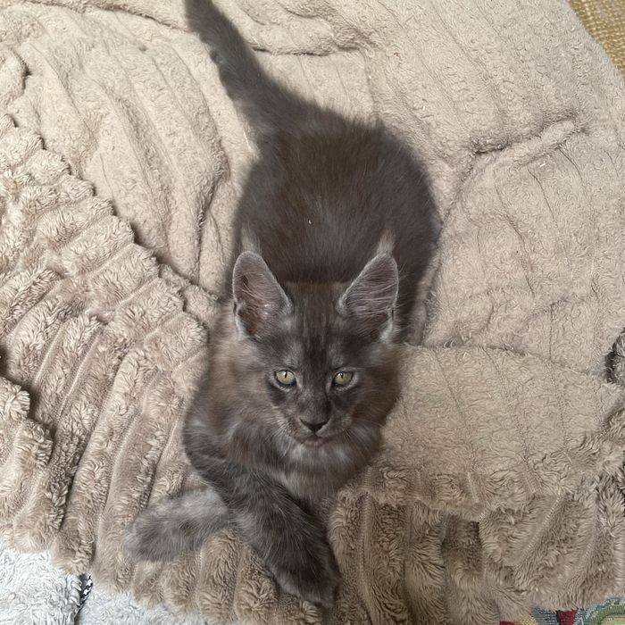 Kocurek Maine Coon