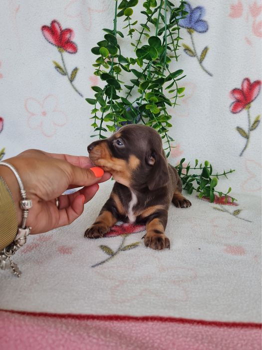 Excelente menina Teckel Choco Tan  de Qualidade
