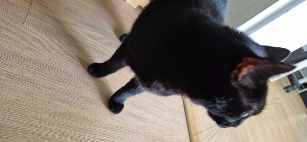 Gata para adoção