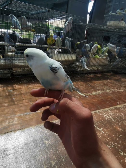 Piriquitos domésticados , KIT completo Gaiola