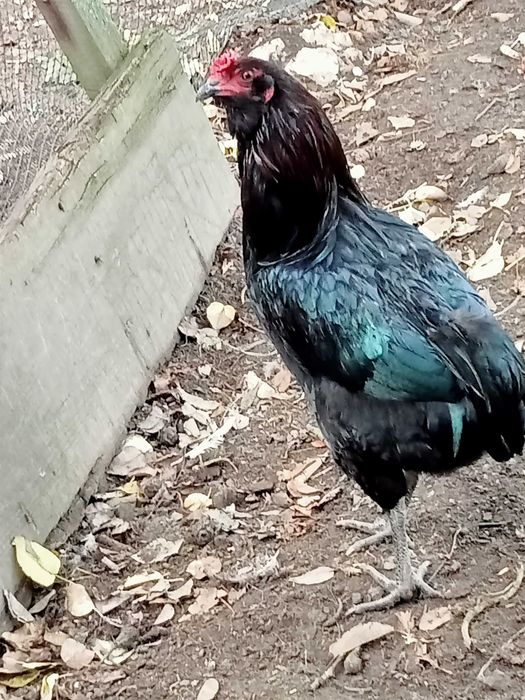 Araucana bezogoniasta koguty