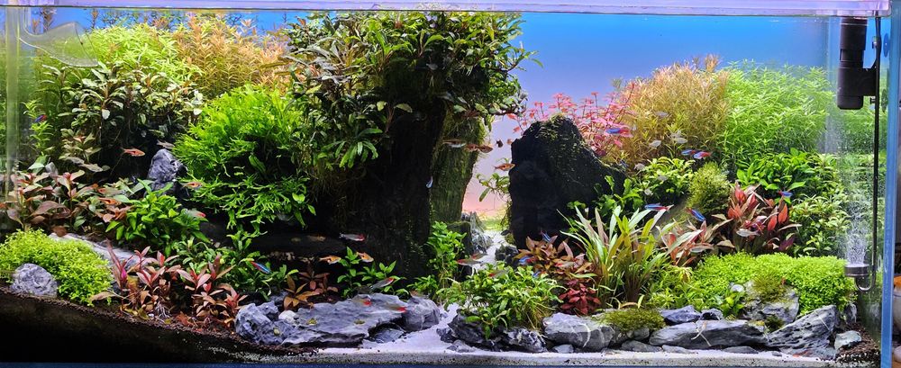 Bucephalandra roślina