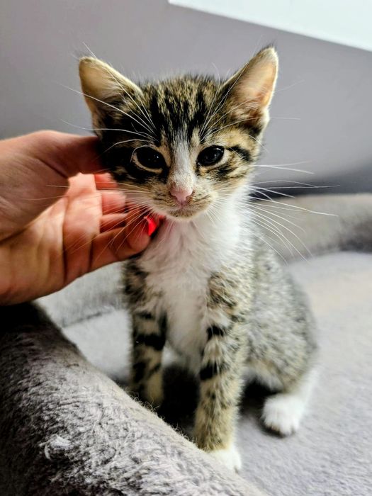Uratowane maluszki niczym Atomówki,trikolor bura ruda
