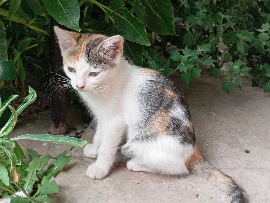 Безкоштовно!! Кошенята грайливі, віддаю в люблячі та турботливі родини