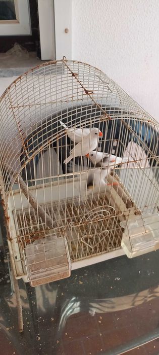 Passaros mandarins