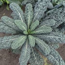 Sementes de aromáticas e hortícolas biológicas certificadas