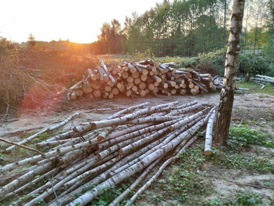 Drewno brzoza i topola