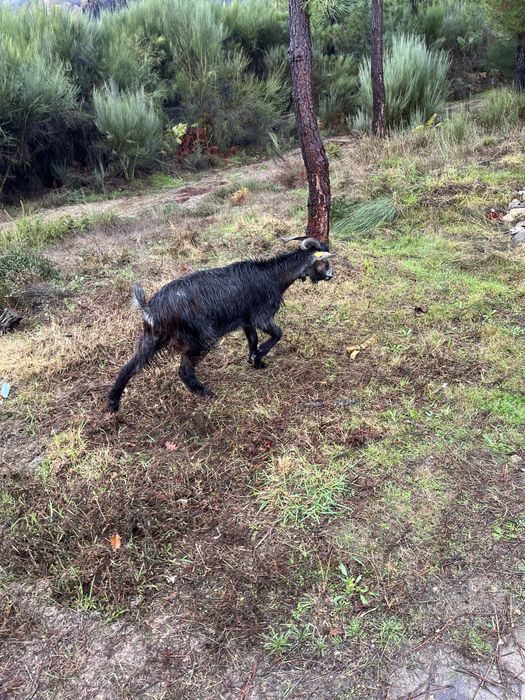 Cabras serranas 2 anos