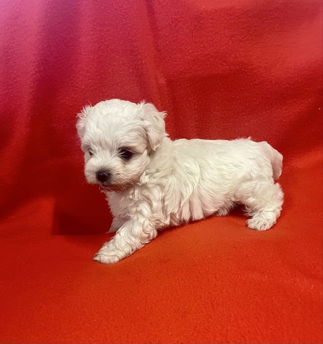 Bichon Maltês Maravilhoso Fêmea