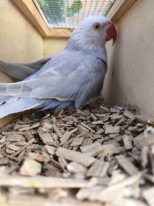 Casais adultos reprodutores (CCS/butercups...)