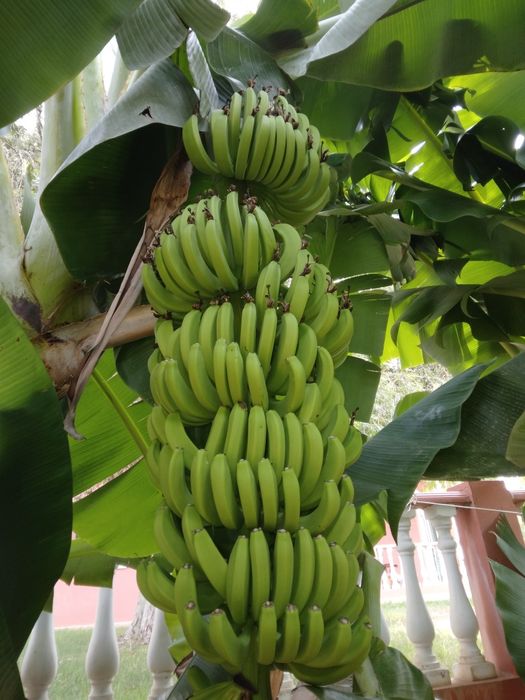 Bananeiras com 1 metro de altura